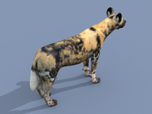 Ultimate Wild Dog 8K - 3d animated model 3D Model