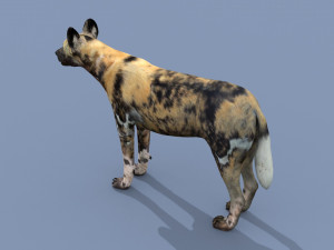 Ultimate Wild Dog 8K - 3d animated model 3D Model