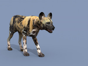Ultimate Wild Dog 8K - 3d animated model 3D Model