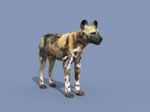 Ultimate Wild Dog 8K - 3d animated model 3D Model