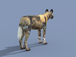 Ultimate Wild Dog 8K - 3d animated model 3D Model