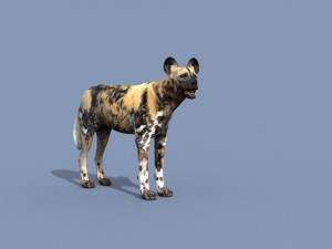 Ultimate Wild Dog 8K - 3d animated model 3D Model
