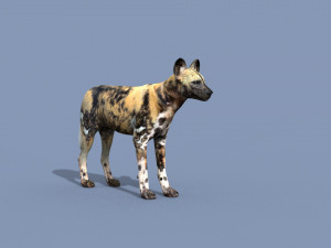 Ultimate Wild Dog 8K - 3d animated model 3D Model