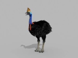 Most Real Cassowary 8K - 3d animated model 3D Model