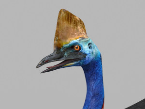 Most Real Cassowary 8K - 3d animated model 3D Model