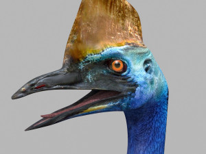 Most Real Cassowary 8K - 3d animated model 3D Model