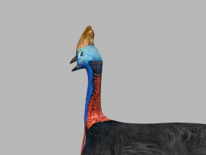 Most Real Cassowary 8K - 3d animated model 3D Model