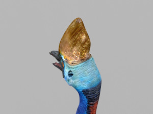 Most Real Cassowary 8K - 3d animated model 3D Model