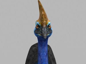 Most Real Cassowary 8K - 3d animated model 3D Model