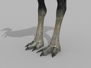 Most Real Cassowary 8K - 3d animated model 3D Model