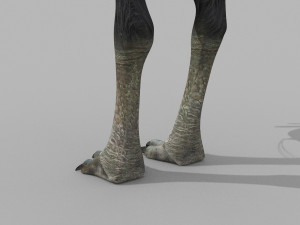 Most Real Cassowary 8K - 3d animated model 3D Model