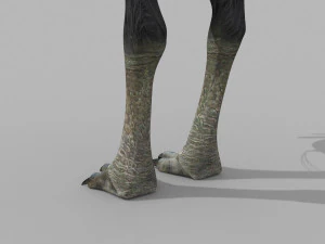 Most Real Cassowary 8K - 3d animated model 3D Model