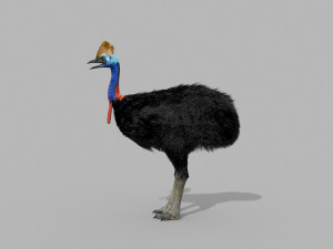 Most Real Cassowary 8K - 3d animated model 3D Model