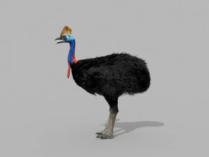Most Real Cassowary 8K - 3d animated model 3D Model