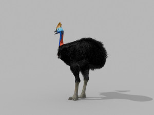 Most Real Cassowary 8K - 3d animated model 3D Model