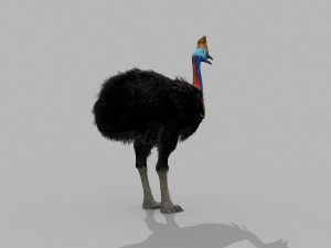 Most Real Cassowary 8K - 3d animated model 3D Model