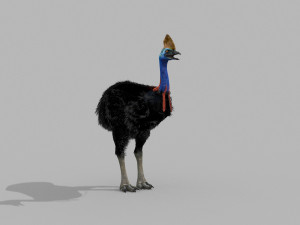 Most Real Cassowary 8K - 3d animated model 3D Model