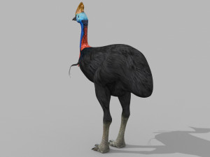 Most Real Cassowary 8K - 3d animated model 3D Model