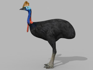 Most Real Cassowary 8K - 3d animated model 3D Model
