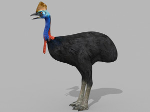 Most Real Cassowary 8K - 3d animated model 3D Model