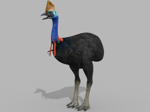 Most Real Cassowary 8K - 3d animated model 3D Model