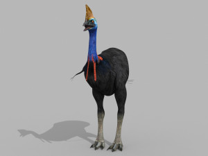 Most Real Cassowary 8K - 3d animated model 3D Model