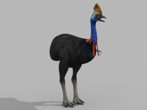 Most Real Cassowary 8K - 3d animated model 3D Model