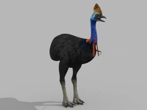 Most Real Cassowary 8K - 3d animated model 3D Model