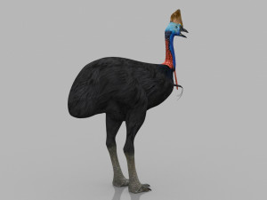 Most Real Cassowary 8K - 3d animated model 3D Model