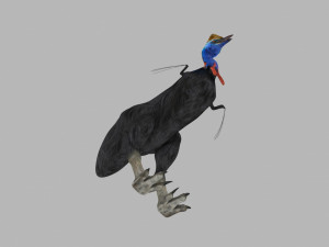 Most Real Cassowary 8K - 3d animated model 3D Model