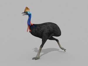 Most Real Cassowary 8K - 3d animated model 3D Model