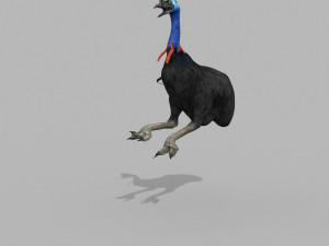 Most Real Cassowary 8K - 3d animated model 3D Model