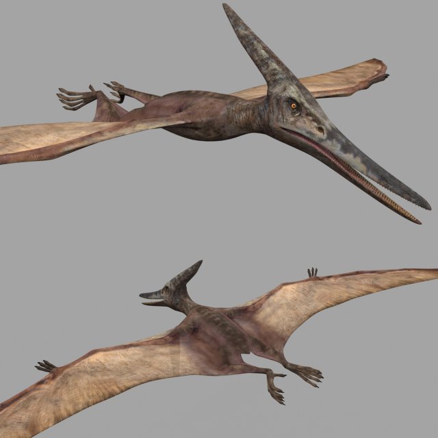 Pterosaur Forever 8K - 3d animated model 3D मॉडल .c4d .max .obj .3ds .fbx .stl .blend 