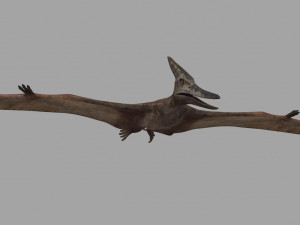Pterosaur Forever 8K - 3d animated model 3D मॉडल