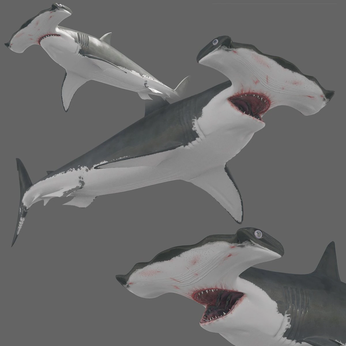 Hammerhead Shark 8K- 3d animated 3D Model .c4d .max .obj .3ds .fbx .stl .blend 