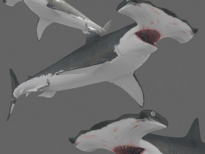 Hammerhead Shark 8K- 3d animated Model 3D