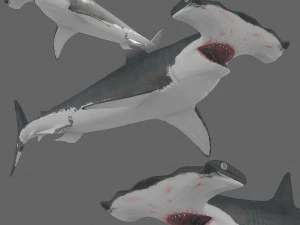 Hamerhaai 8K - 3D geanimeerd 3D Model