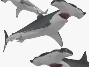Hammerhead Shark 8K- 3d animated 3D Модель