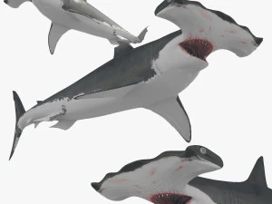 Hammerhead Shark 8K- 3d animated 3D Model