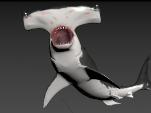 Hammerhead Shark 8K- 3d animated 3D Модель