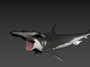 Hammerhead Shark 8K- 3d animated 3D Модель