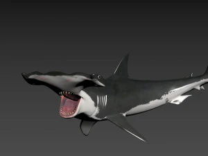 Hammerhead Shark 8K- 3d animated 3D Model