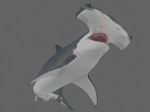 Hammerhead Shark 8K- 3d animated 3D Model