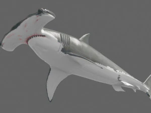 Hammerhead Shark 8K- 3d animated 3D Model