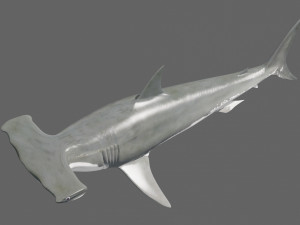 Hammerhead Shark 8K- 3d animated 3D Модель