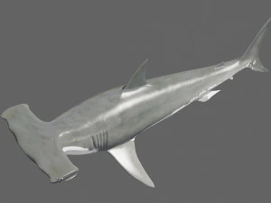 Hammerhead Shark 8K- 3d animated 3D Model