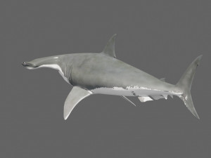 Hammerhead Shark 8K- 3d animated 3D Модель