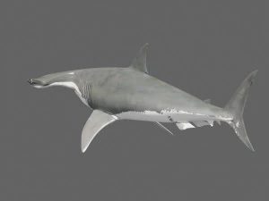 Hammerhead Shark 8K- 3d animated 3D Model