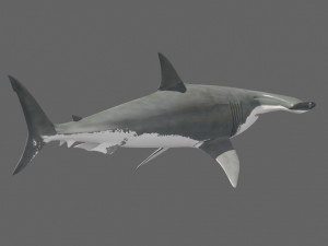 Hammerhead Shark 8K- 3d animated 3D Модель