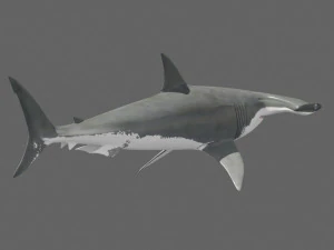 Hammerhead Shark 8K- 3d animated 3D Model